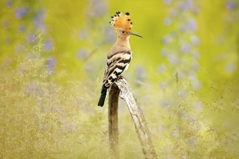 Hoopoe, Upupa epops, nice orange bird with crest sitting by the violet flower on the summer meadow,