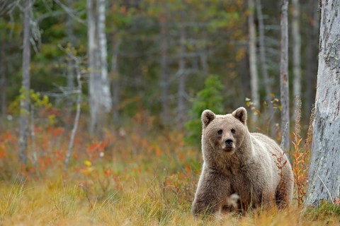 Wildlife scene from Finland near Russia bolder. Autumn forest with bear. Beautiful brown bear