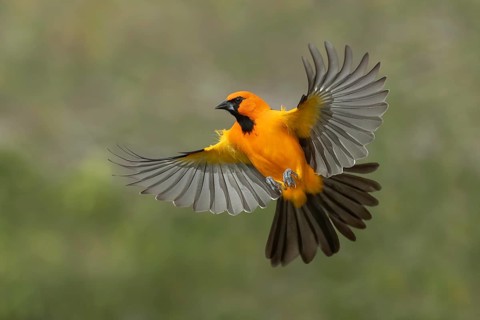 Altamira Oriole (Icterus gularis) flying, Texas, USA
