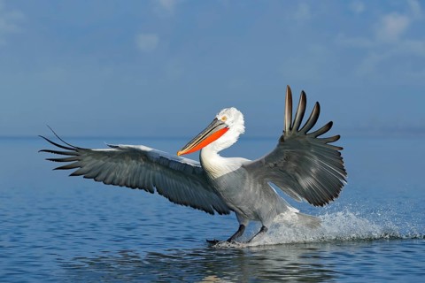 Dalmatian pelican, Pelecanus crispus, landing in Lake Kerkini, Greece. Pelican with open wings.