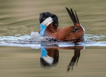 Ruddy Duck (Oxyura jamaicensis) male, British Columbia, Canada