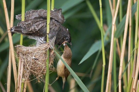 Common Cuckoo & Eurasian Reed Warbler (Cuculus canorus & Acrocephalus scirpaceus) Eurasian Reed