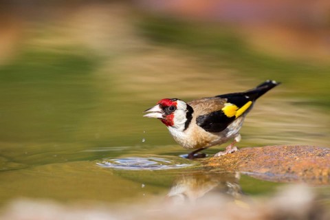 European Goldfinch (Carduelis carduelis) drinking, Asturias, Spain