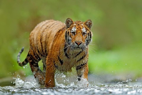 Tiger with splash river water. Tiger action wildlife scene, wild cat, nature habitat. Tiger running
