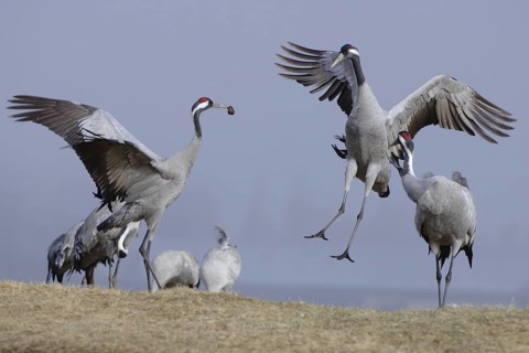 Common Crane (Grus grus) courting, Vaestergoetland, Sweden