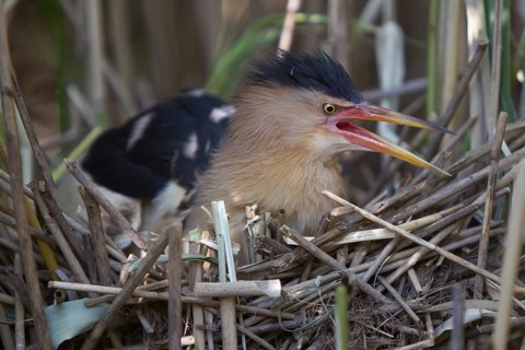 Little Bittern (Ixobrychus minutus) calling male at nest, Nizhegorodskaya, Russia