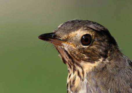 Swainson's Thrush (Catharus ustulatus), Saskatchewan, Canada