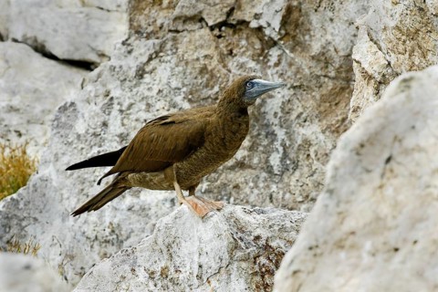Brown Booby Sula leucogaster brewsteri Las Marietas Islands, Bahia de Banderas, Jalisco, Mexico 1