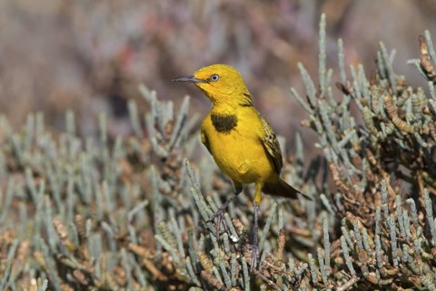 Yellow Chat (Epthianura crocea) male, Western Australia, Australia