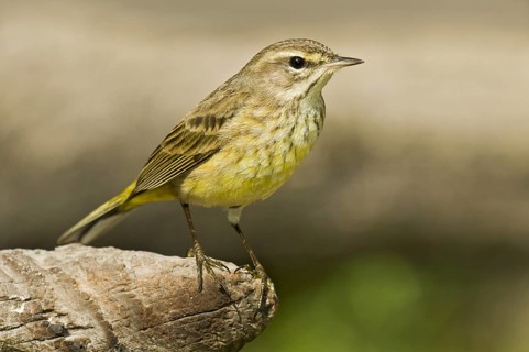 Palm Warbler (Setophaga palmarum hypochrysea), Florida, USA