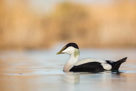 Common Eider (Somateria mollissima) male, Thurgovia, Switzerland