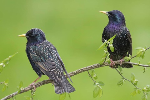 Common Starling (Sturnus vulgaris), Brandenburg, Germany