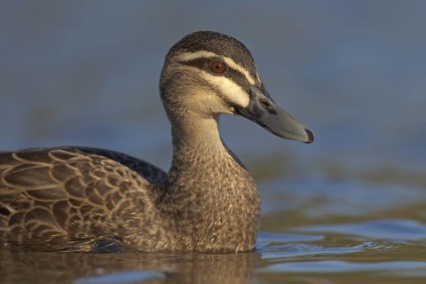 Pacific Black Duck (Anas superciliosa), Victoria, Australia