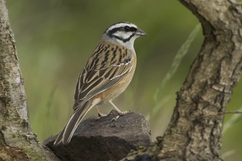 Rock Bunting (Emberiza cia), Rhineland-Palatinate, Germany