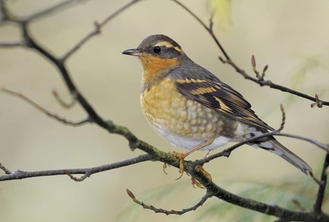 Varied Thrush (Ixoreus naevius), British Columbia, Canada
