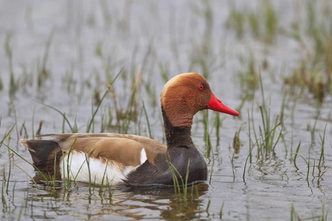 Red-crested Pochard (Netta rufina) male, Mallorca, Spain