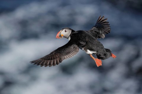 Atlantic Puffin (Fratercula arctica) flying, Iceland