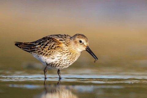 Dunlin (Calidris alpina) foraging, North Rhine-Westphalia, Germany