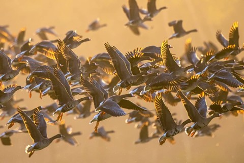 Greater White-fronted Goose (Anser albifrons) flock flying, North Rhine-Westphalia, Germany