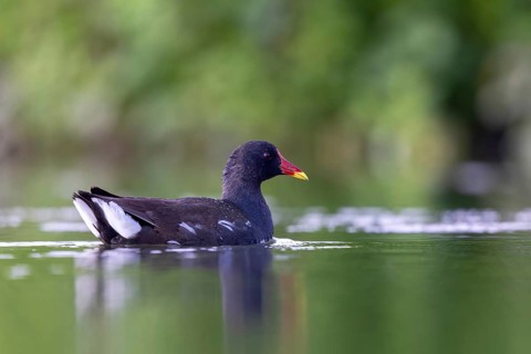 Common Moorhen (Gallinula chloropus), North Rhine-Westphalia, Germany