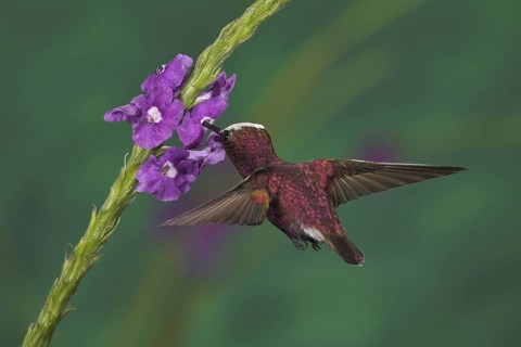 Snowcap (Microchera albocoronata), Costa Rica