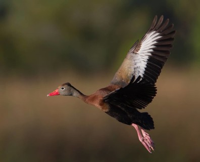 Black-bellied Whistling Duck (Dendrocygna autumnalis) flying, Florida, USA