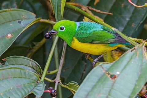 Blue-naped Chlorophonia (Chlorophonia cyanea) perched on a branch in Manu National Park, Peru