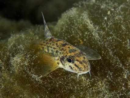 Gudgeon (Gobio gobio), camouflaged among algae. Dive site Zollbrücke, Rheinau, Canton Zurich,