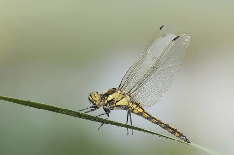 Black-tailed Skimmer (Orthetrum cancellatum), female, North Rhine-Westphalia, Germany