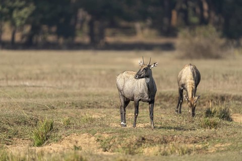 Nilga antelopes (Boselaphus tragocamelus), Bandhavgarh National Park, Gohadi, Manpur, Madhya