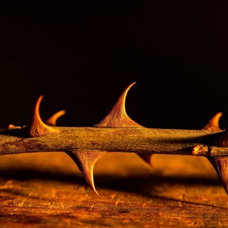 Sharp thorns are illuminated by a warm glow, highlighting their texture and form. The dark