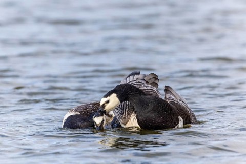 White-fronted Goose (Branta leucopsis), Geese (Anseriformes), Mating in the water, Aventdalen,