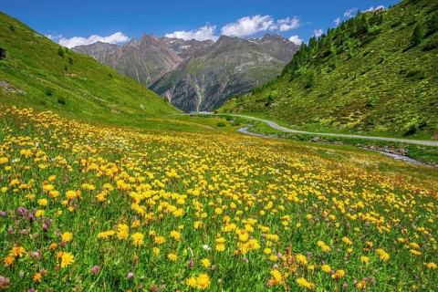 Blooming mountain meadow on the Ötztal glacier road, Sölden, Ötztal, Ötztal Alps, Tyrol, Austria