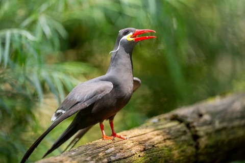 Inca tern (Larosterna inca) sitting on an old wood, captive, Zoo Augsburg, Germany
