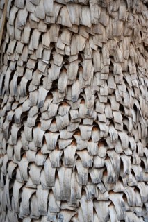 Trunk of a yucca palm (Yucca), Close up, Bavaria, Germany