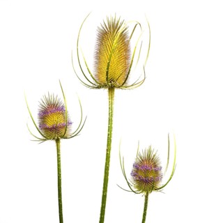 Three distinct thistle-like plants showcase vibrant yellow and purple hues against a white