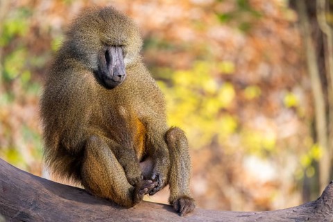 Guinea baboon (Papio papio) sitting on the ground, Bavaria, Germany Europe
