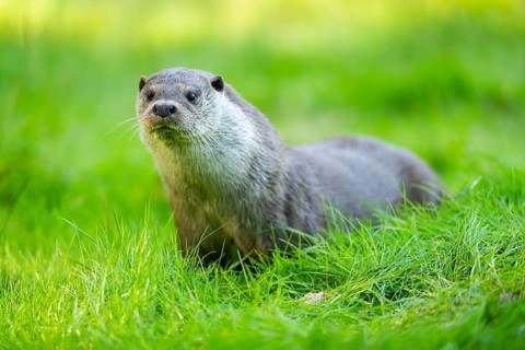 Eurasian otter (Lutra lutra) on a meadow, Hesse, Germany