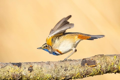Bluethroat (Luscinia svecica cyanecula) ml Germany