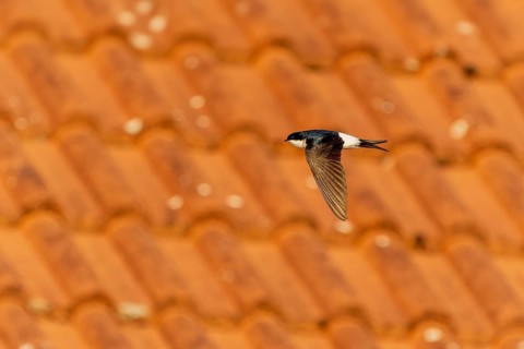 Swallow flying over a tiled roof in sunny weather, House Martin (Delichon urbicum, Syn.: Delichon
