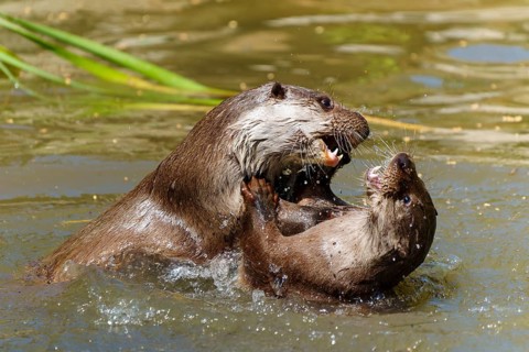Two otters wrestling in the water, with energetic splashing and intense movements, European otter