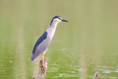 Night heron (Nycticorax nycticorax), sitting on a tree trunk, wildlife, nature photography, heron,