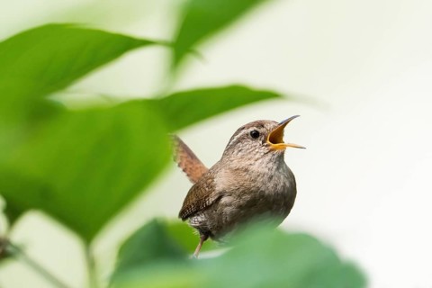 A singing wren (Troglodytes troglodytes) sitting among green leaves, Hesse, Germany