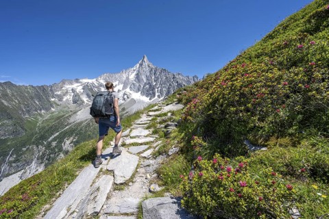Picturesque mountain landscape with blooming alpine roses, imposing mountain peaks and glaciers,