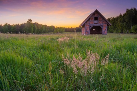 View of grasses and an open half-timbered barn standing on a pasture in the sunset, meadow, spring,