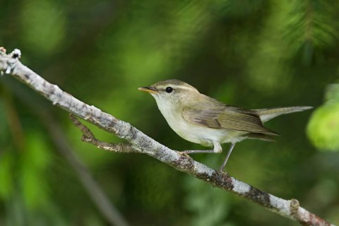 Greenish Warbler - Grünlaubsänger - Phylloscopus trochiloides