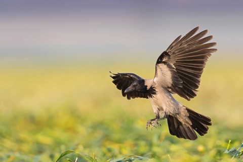 Nebelkrähe, Hooded Crow, Northern Carrion Crow, Corvus corone cornix, Corvus cornix, Corneille