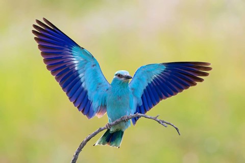 Blauracke, European Roller, Roller, Coracias garrulus, Rollier d'Europe, Carraca Europea, Carraca