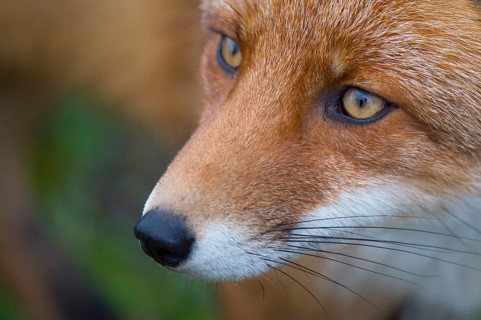 Red Fox (Vulpes vulpes) adult portrait, Netherlands
