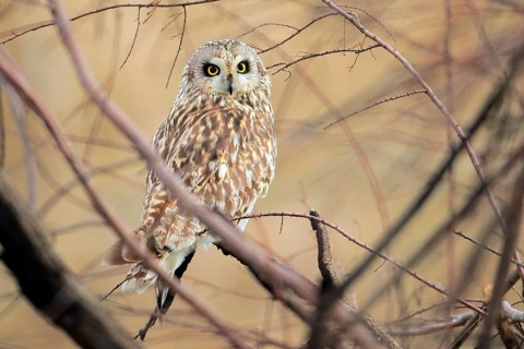 Short-eared Owl (Asio flammeus) perched on a branch, Andalusia, Spain